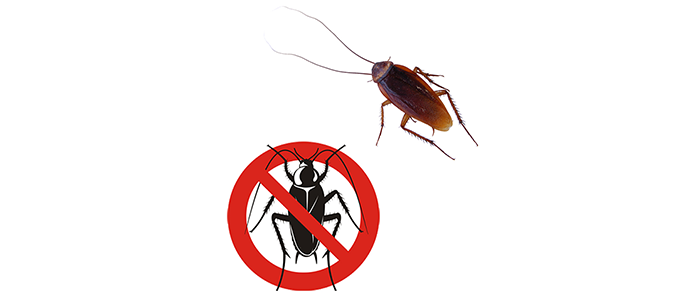 What Are The Reasons For Hiring Professional Pest Control In Southend