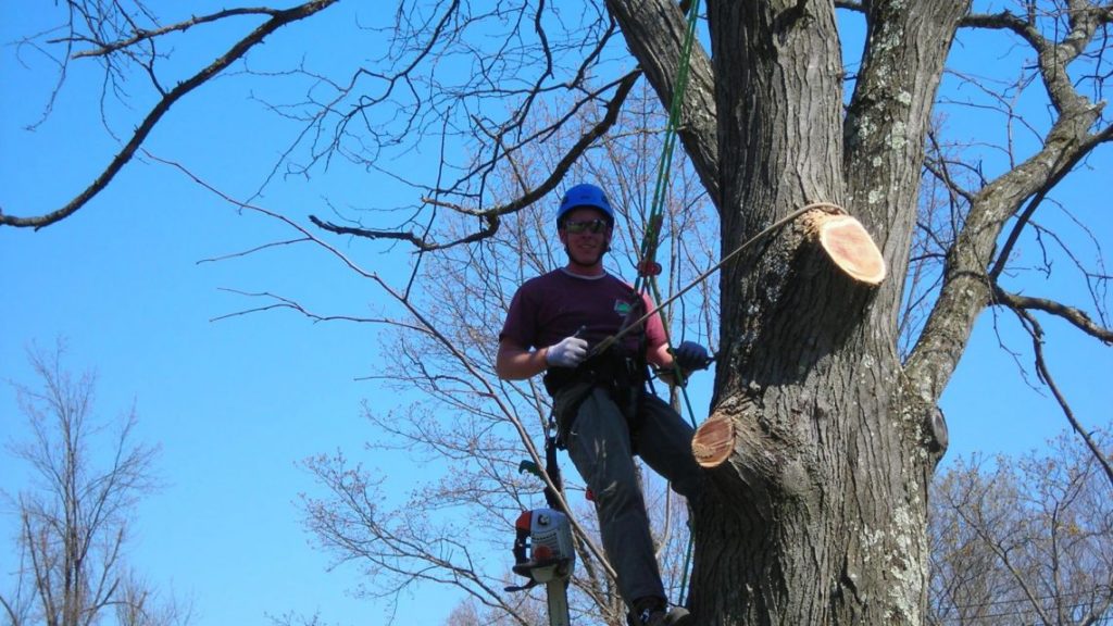 tree surveys