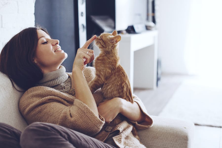 CBD oil for cats