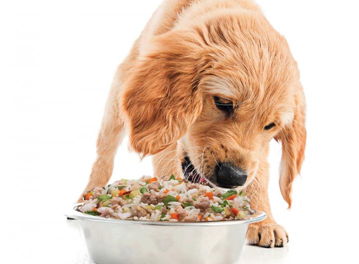 online dog food, treats and toys