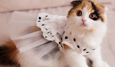 What Are The Benefits Of Cat Clothing Accessories?