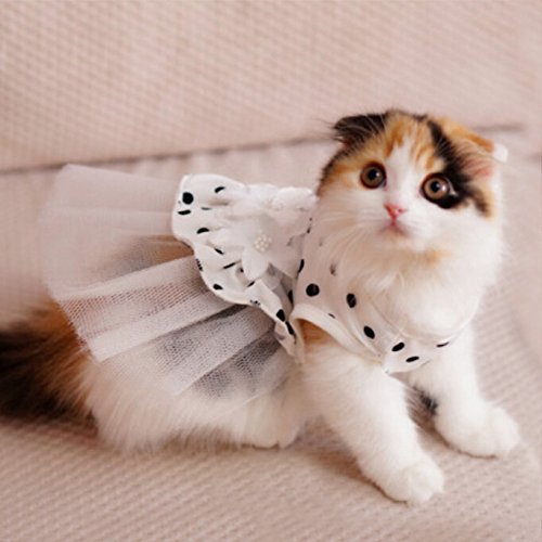 What Are The Benefits Of Cat Clothing Accessories?