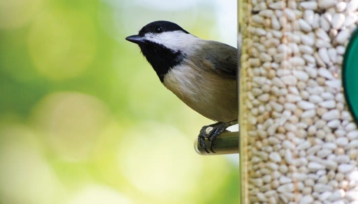 bird foods