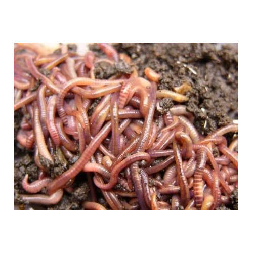 Worm Composting Singapore