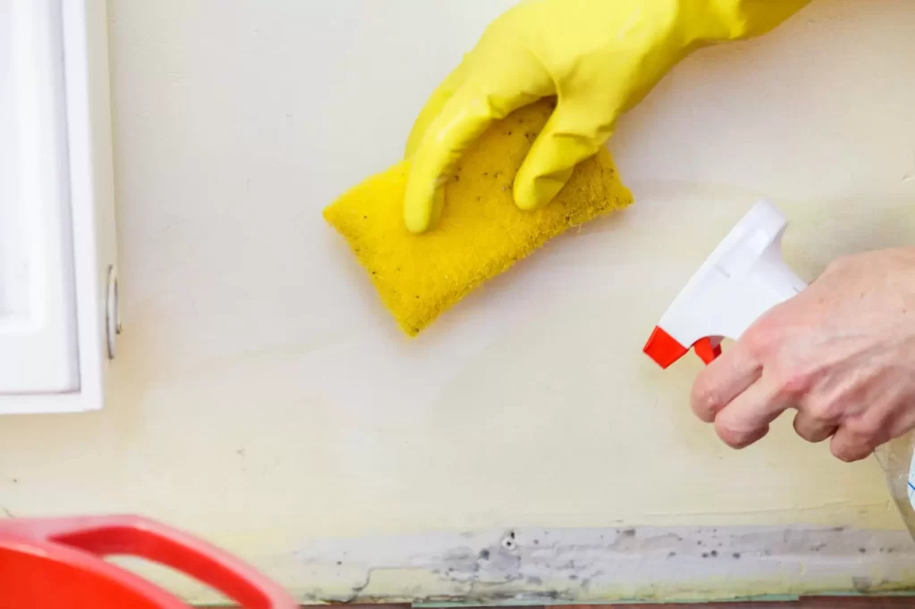 What Will Happen During the Mold Remediation Process?