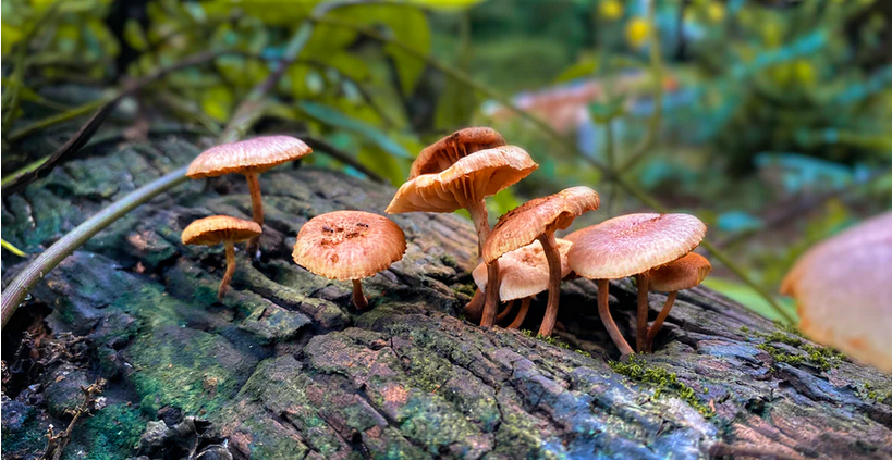 Psychedelic Mushrooms