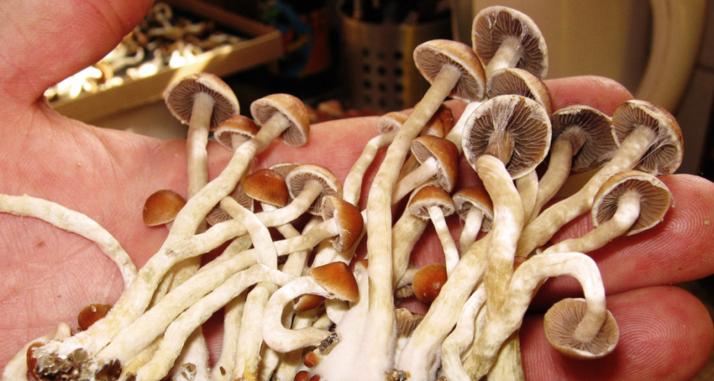 where to buy shrooms