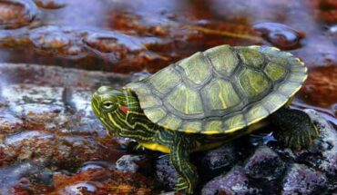 https://turtlecaring.com/can-red-eared-slider-turtles-lay-eggs-in-water/