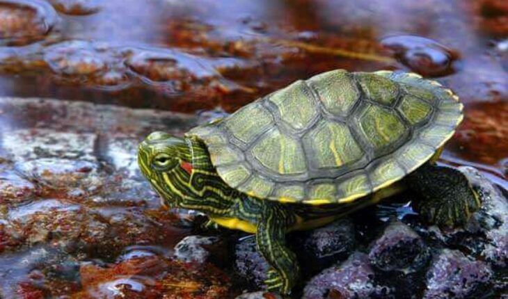 https://turtlecaring.com/can-red-eared-slider-turtles-lay-eggs-in-water/