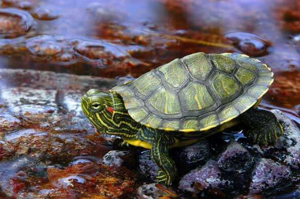 https://turtlecaring.com/can-red-eared-slider-turtles-lay-eggs-in-water/